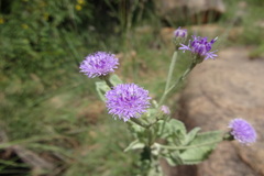 Vernonia albicans